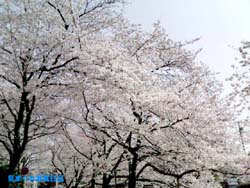 2006032909351nlm.jpg