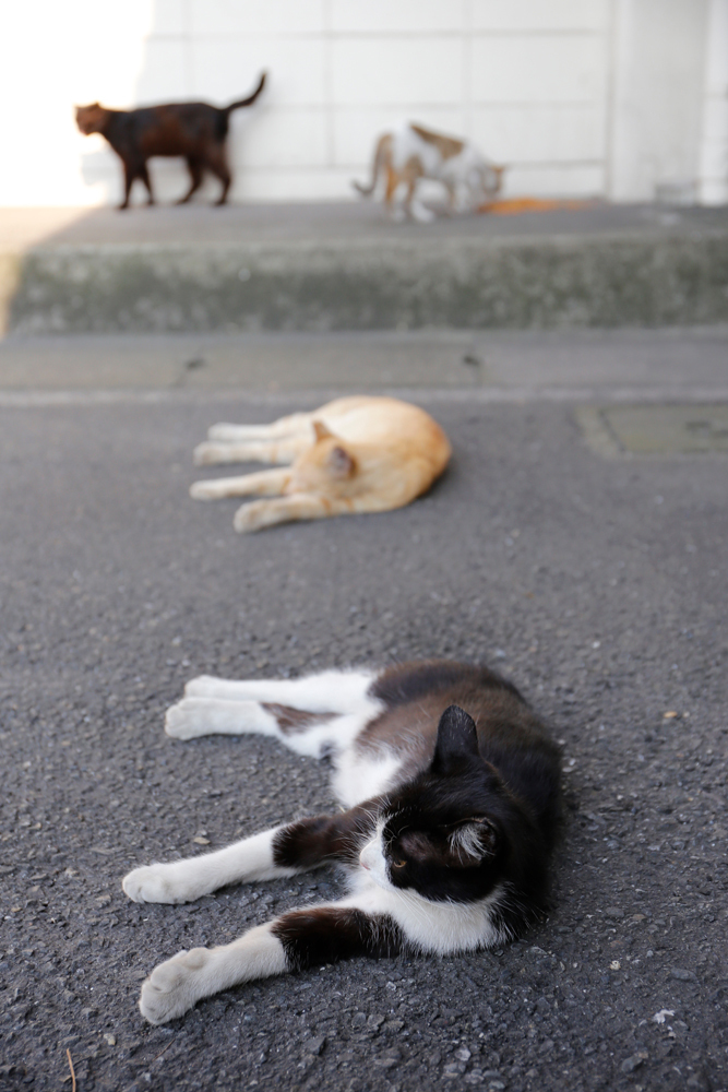 扇町駅の猫ねこネコ バカップル列車番外編 気まぐれ写真日記