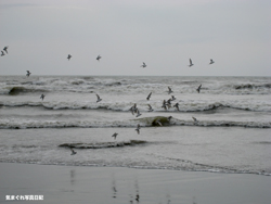 0704chiba06m.jpg