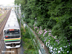 070616ajisai01m.jpg