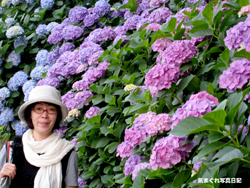 070616ajisai03m.jpg