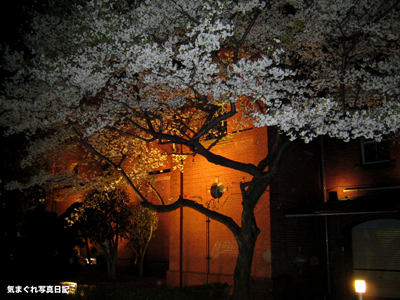 20070328yozakura_1112m.jpg