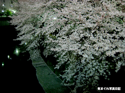 20070402yozakura_1485.jpg
