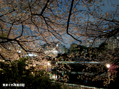 20070404yozakura_1515m.jpg