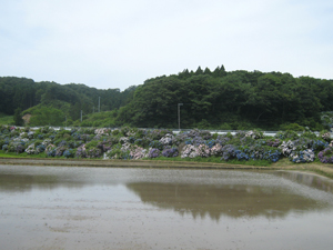 20120716_3953.jpg