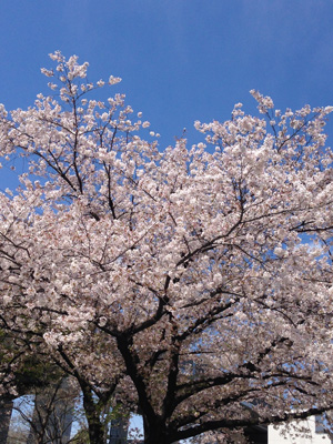 20140405_4598.jpg