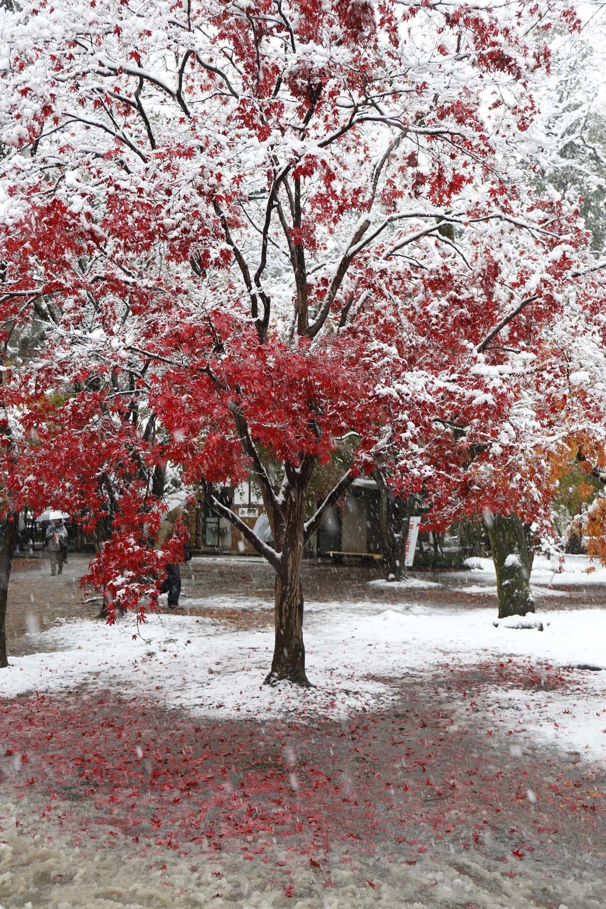 20161124l_2604.jpg